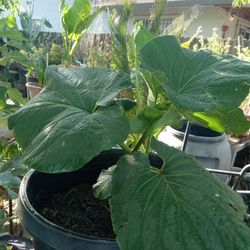 Yerba Santa 
