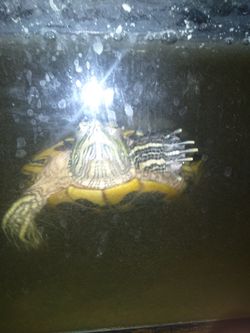 turtle (red slider)