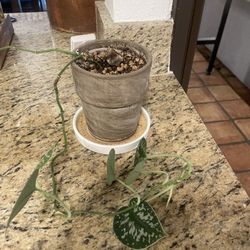 Scindapsus Plant