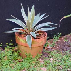 Agave Plants...Your Choice 