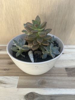 Succulent Plant