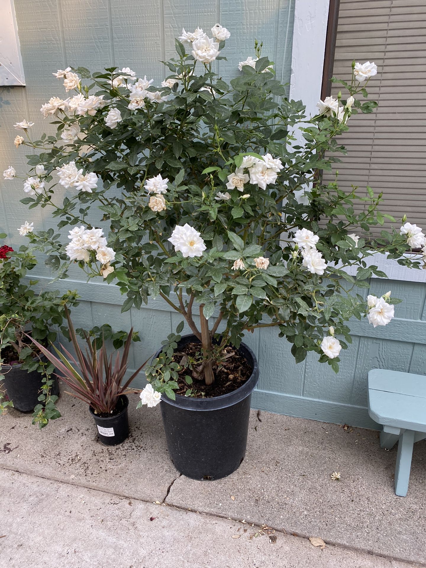 Iceberg rosas