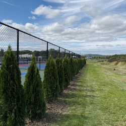 Privacy Tree Sale FREE DELIVERY! Emerald Green & Green Giants 