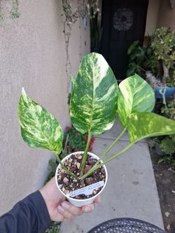 Variegated Epipremnum Yellow Flame Plant $20