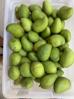 Mango verde $10 por libra