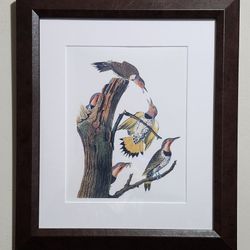 Golden Winged Woodpecker by John James Audubon Lithograph Framed Print 