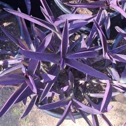 Plants,agaves And Trees