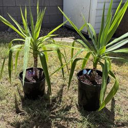 Cane Yuccas