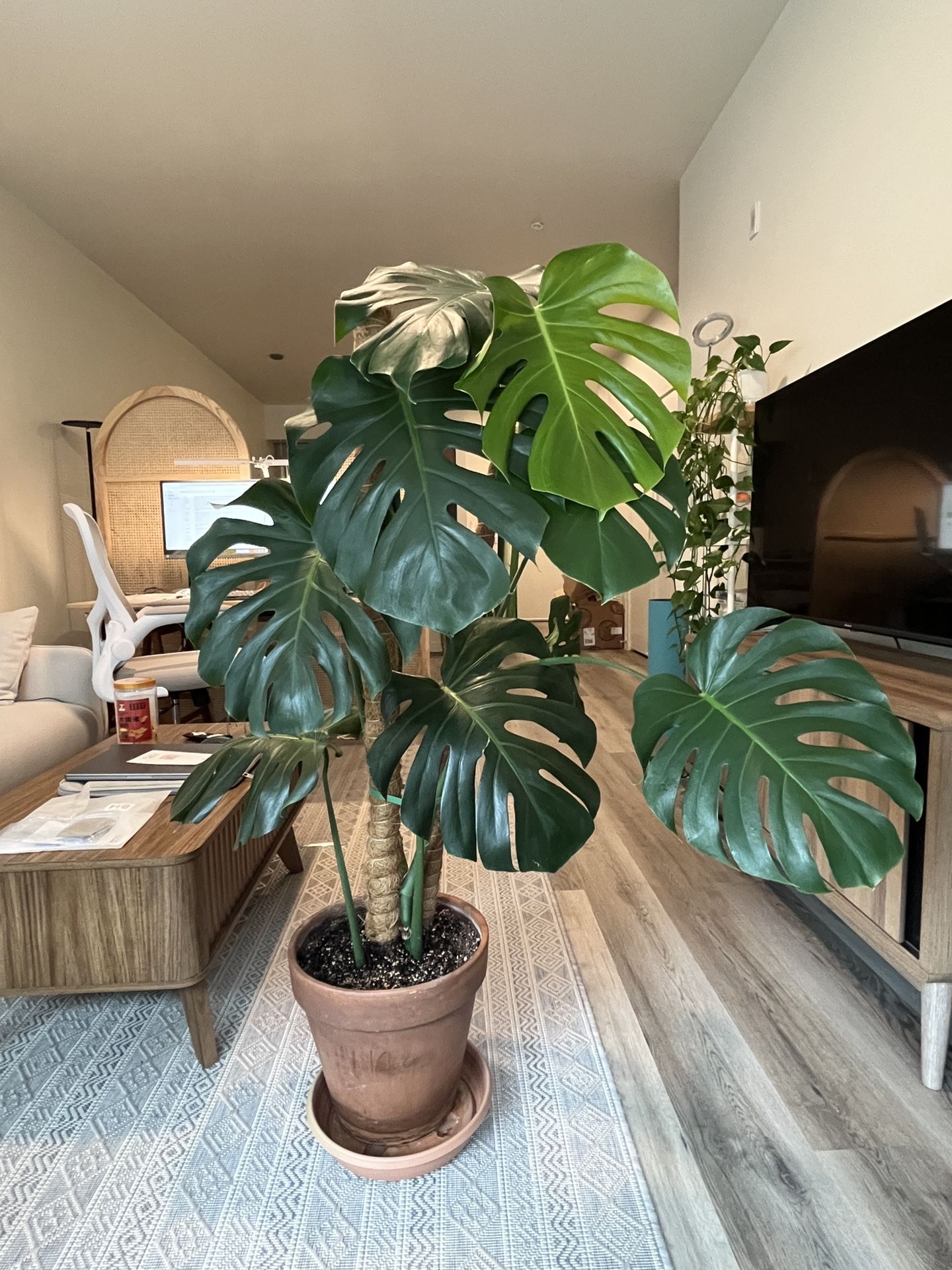 PENDING - Moving Out Monstera Sale