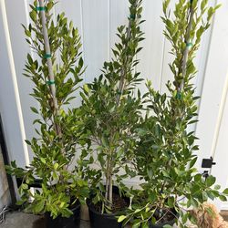 Indian Laurel ficus plants LoT of 3 - price for all