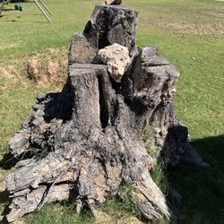 Large Olive Wood Stumps