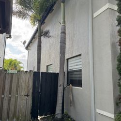 Foxtail Palm