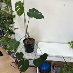 Monstera Plant In 10 Inches Pot