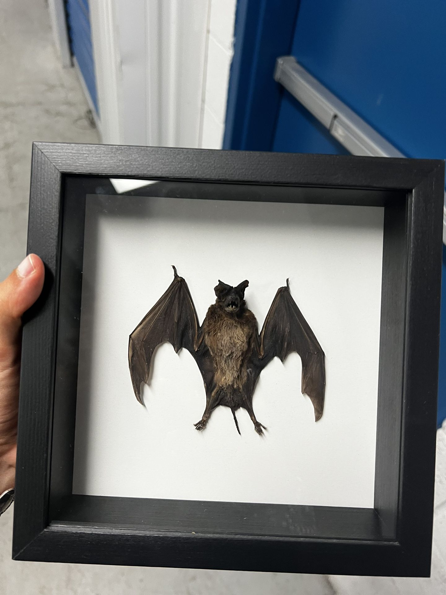 Taxidermy Bat