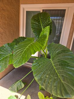 Elephant plant