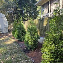 Green Giants SALE (FREE PLANTING) 