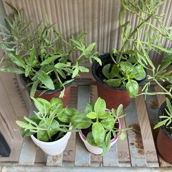 Plants Sale 