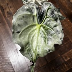 Alocasia Venom plant