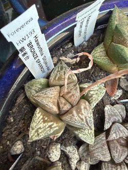 Haworthia ‘Dojaku-dai’ ‘Bronze Sparrow’