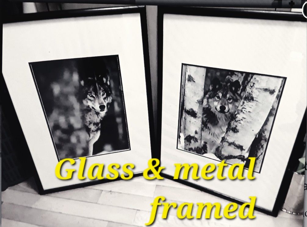 Painting and Beautiful Wolf Photo