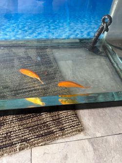 Aquarium with all