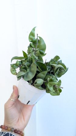 Hoya Compacta Hindu Rope Plant 4" Pot - Indoor House Plants 