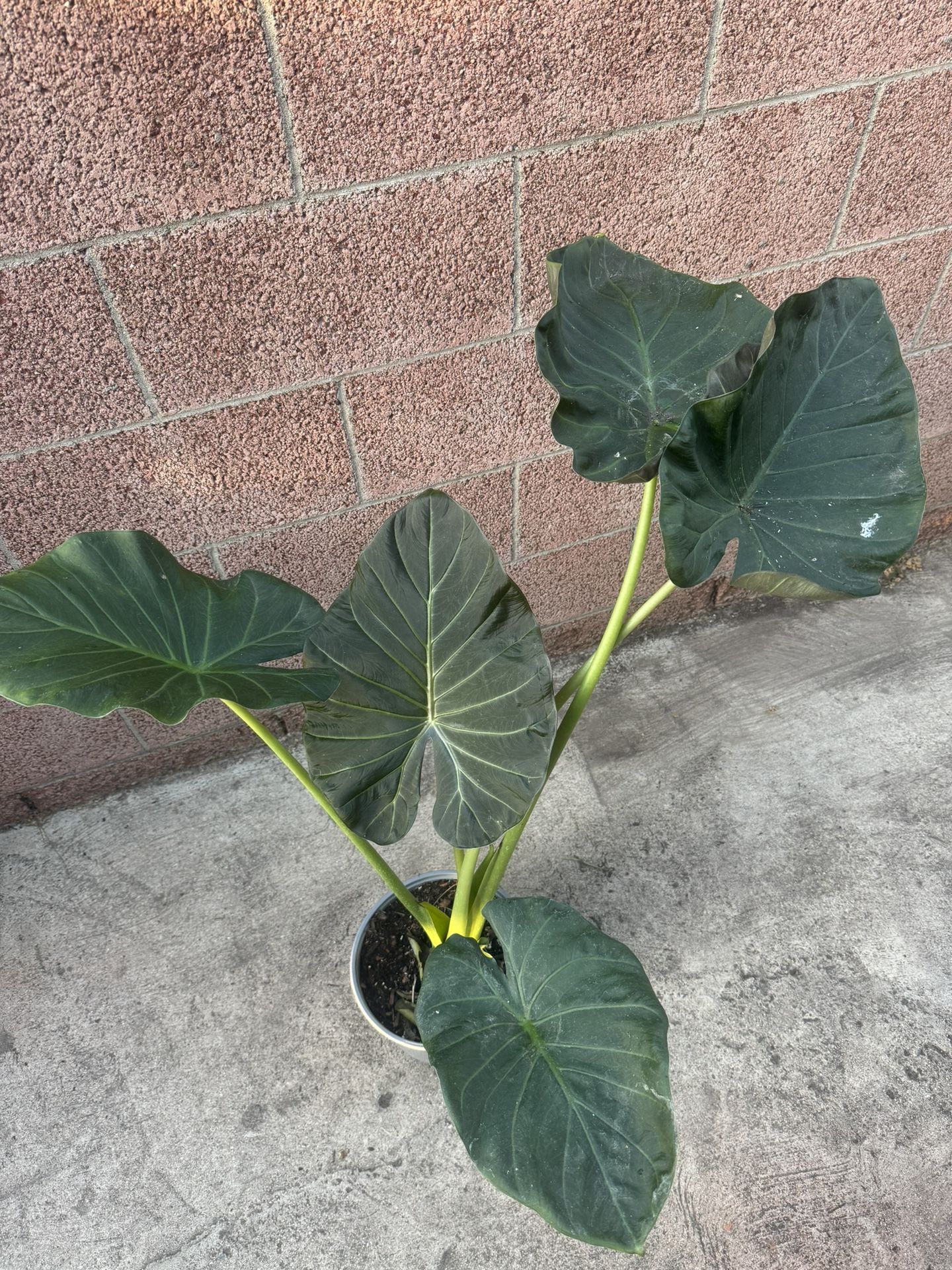 Elephant Ear