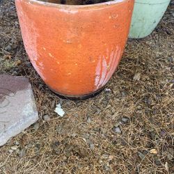 Tera Cora Pot, 15$