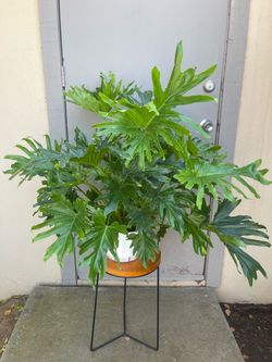 Philodendron Lickety Split House Plant 8” Pot
