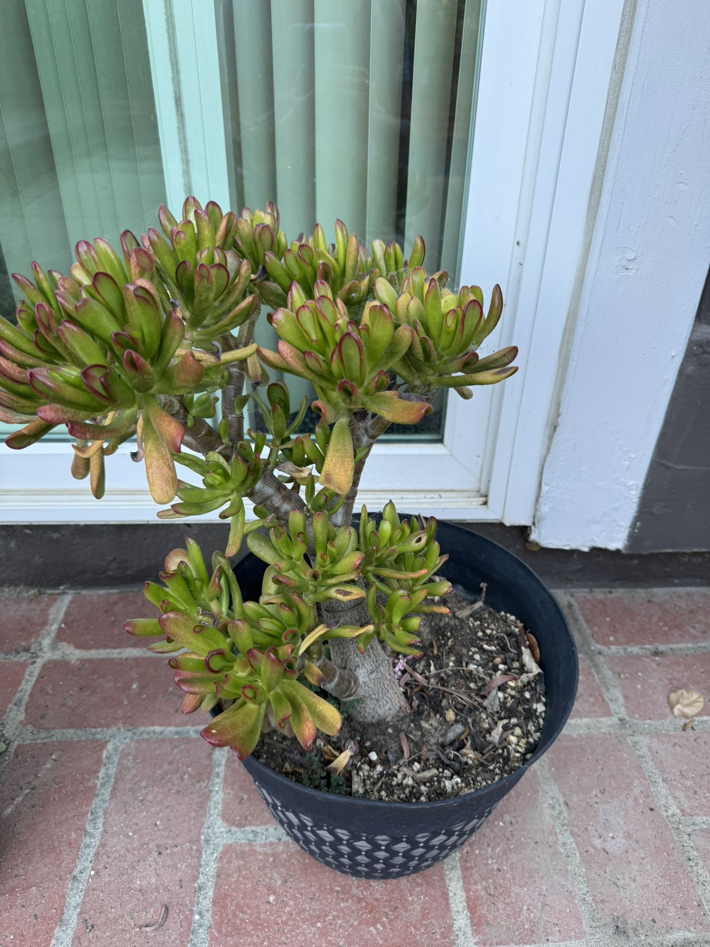 Plant