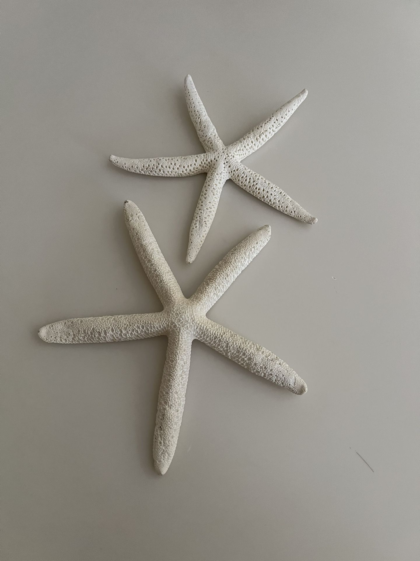 Large Dried Finger Starfish