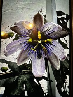 Purple passion vine flower