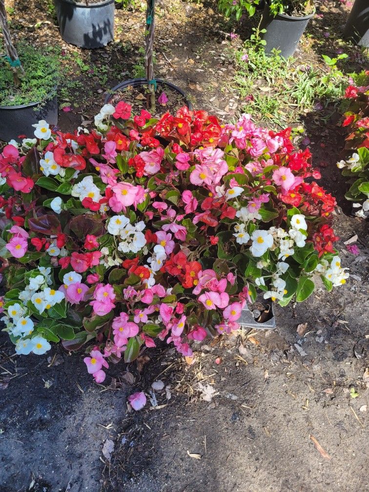 BEGONIAS ANNUALS PLANTS 