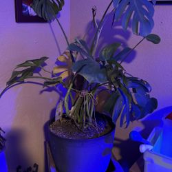 Dwarf Swiss Cheese Pant