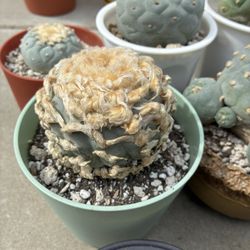 Beautiful Old Rare Seed Grown Cactus Plant 