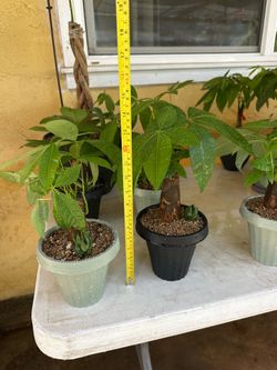 Natural Money Trees