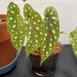 Begonia maculata 'Angel Wings'