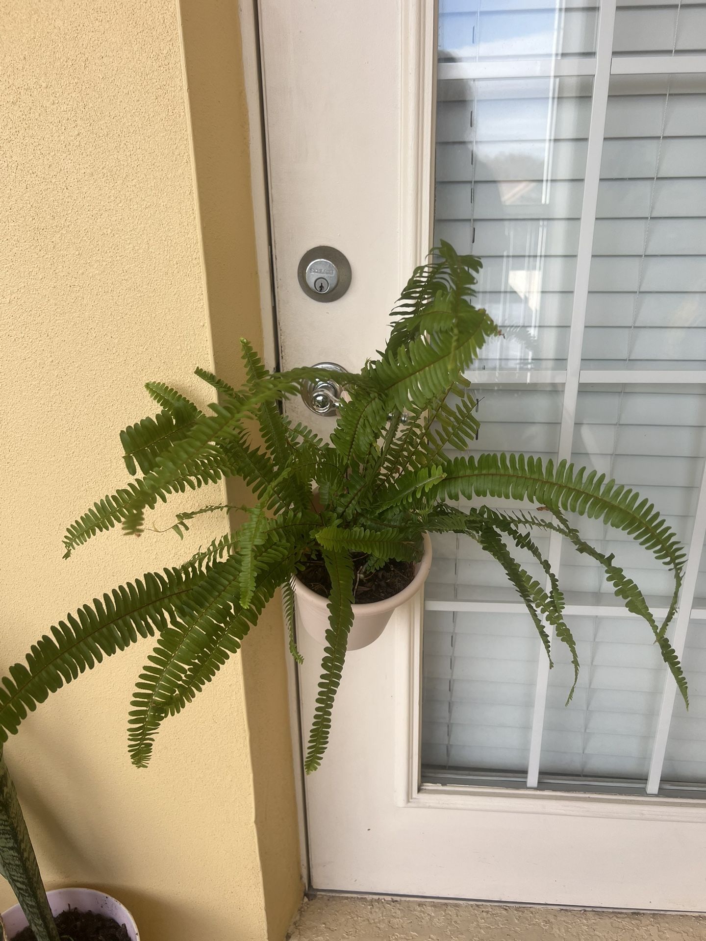Ferns Plant