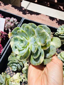 Echeveria lovely rose variegated