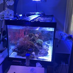 Fish Tank  40 Galons 