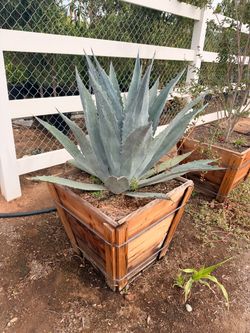 Blue agave Americana 24 gal