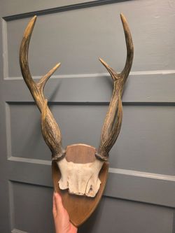 Horns