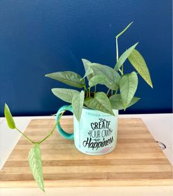 Cebu Blue Pothos Plant in Mug