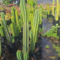 Peruvian Apple Cactus