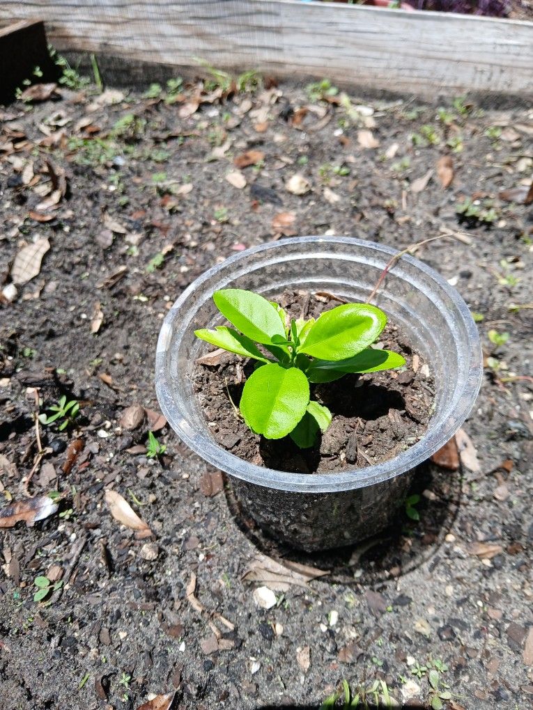 2 Starter Lemon Trees
