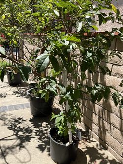 Gives lots of sweet guava in a pot.