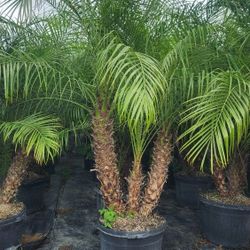 Spectacular Robollinis Palms!!! About 6 Feet Tall!!! Excellent Price And Quality!!! Fertilized 