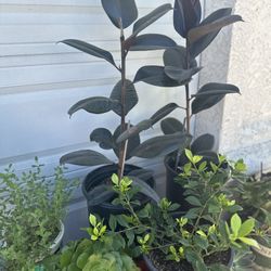 Tengo Estas Plantas Disponibles 3 