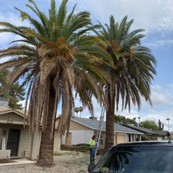 Tree trimming, palm tree trimming, general maintenance, paver, travertine, grass synthetic sprinkler, systems  