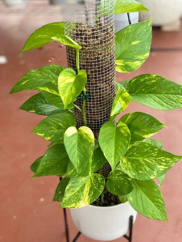 High Variegation Money Plant Pothos/ House Plant/ Indoor Plant Flower Patio Garden